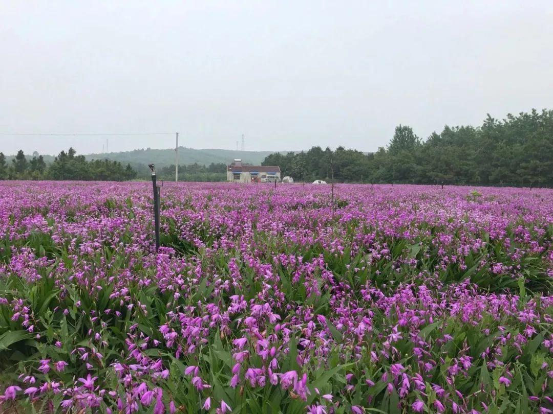 广东省清溪镇天气，多彩气象，体验独特自然魅力