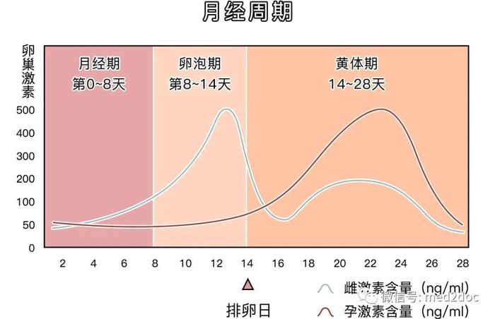 本月未排卵是否正常，探究排卵周期与生理变化