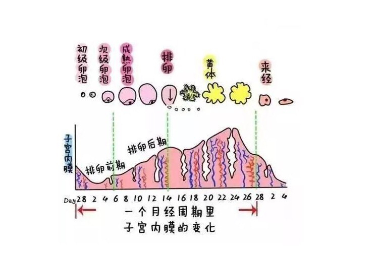 月经延迟半个月是否正常？解读月经周期中的变化与异常