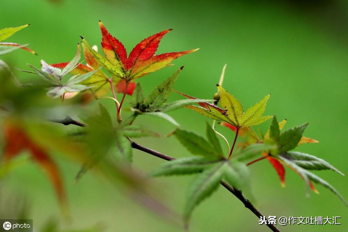 广东柏树针生物科技有限公司，探索生物科技的新领域